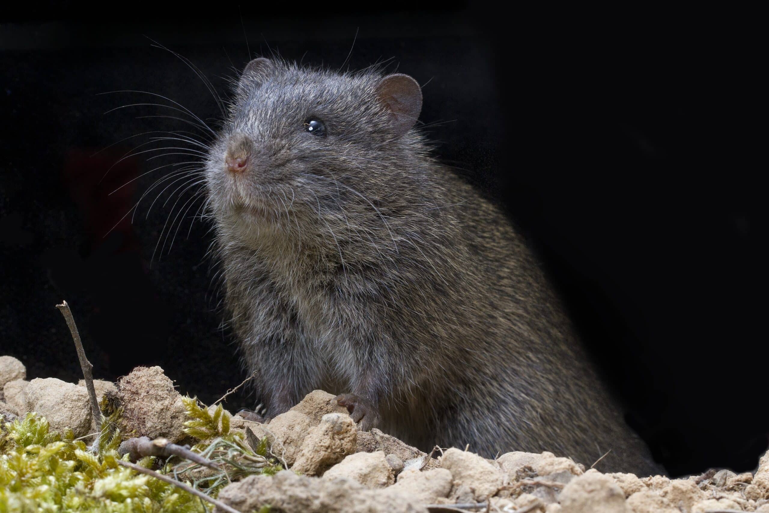 Rat