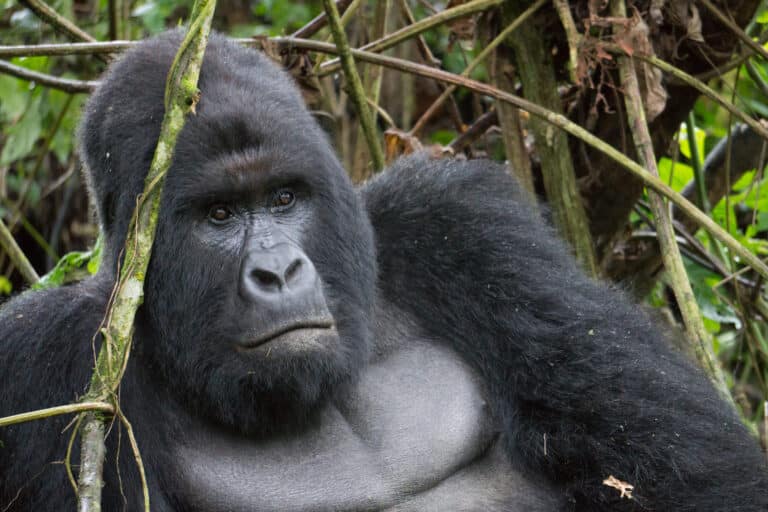 Mountain Gorilla (Humba family) – Virunga National Park (29)