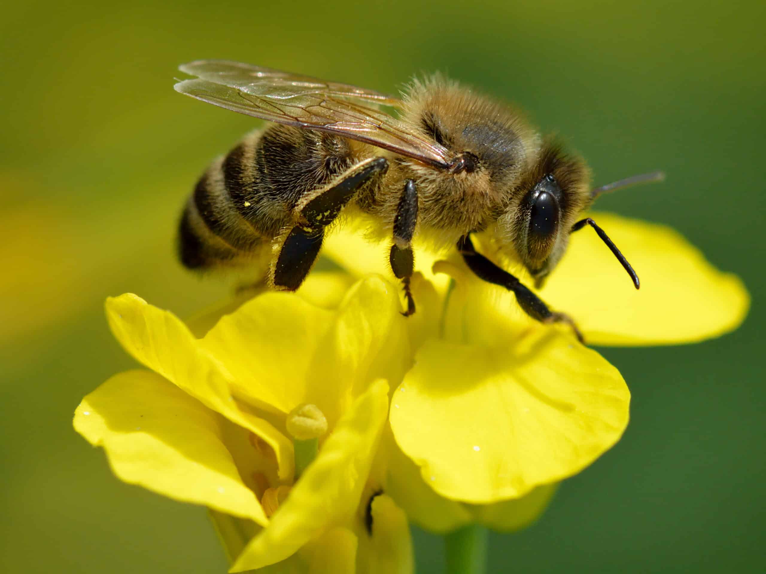 Apis mellifera – Brassica napus – Valingu Apis mellifera – Brassica napus – Valingu