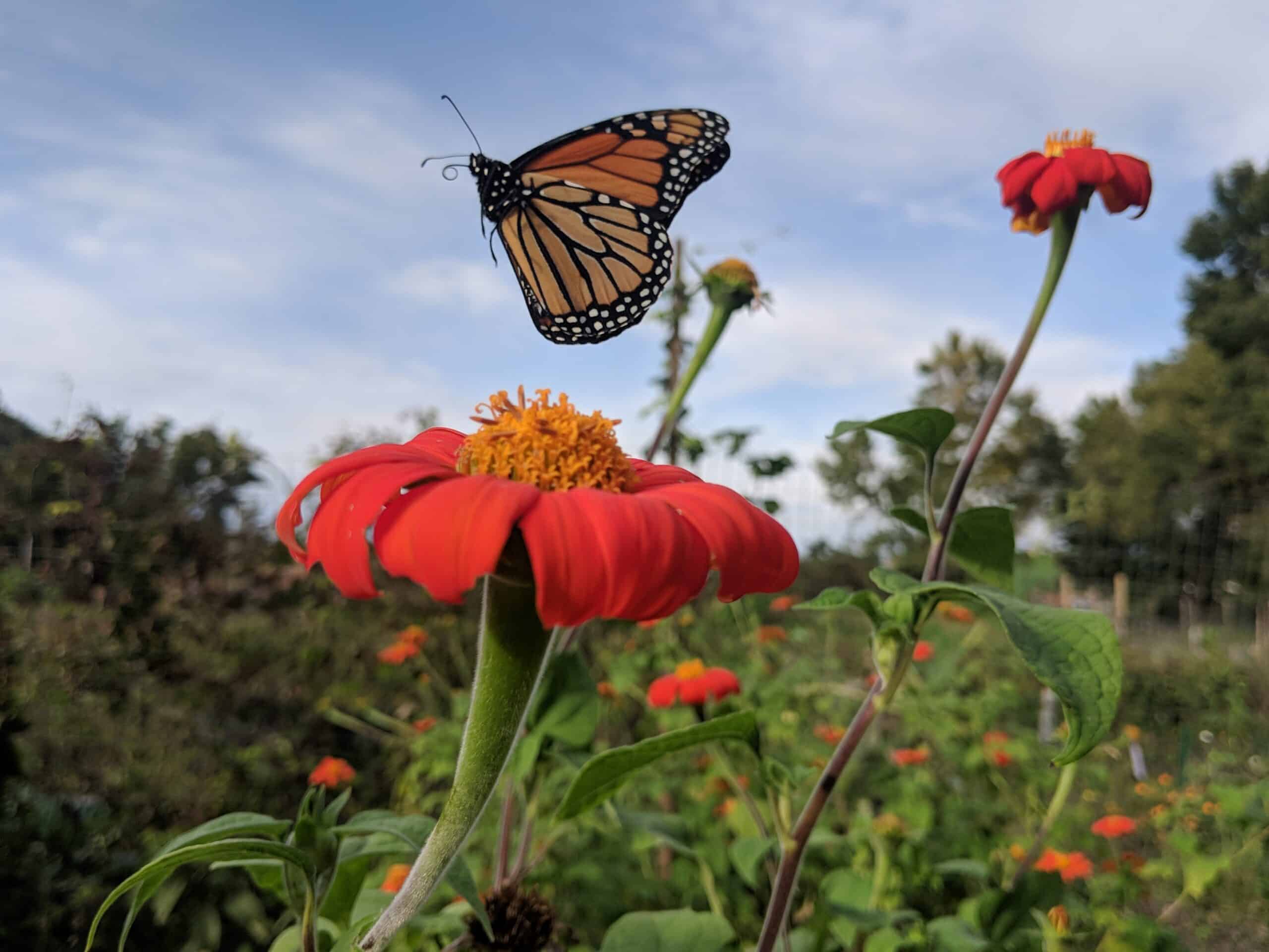 Monarch Butterfly