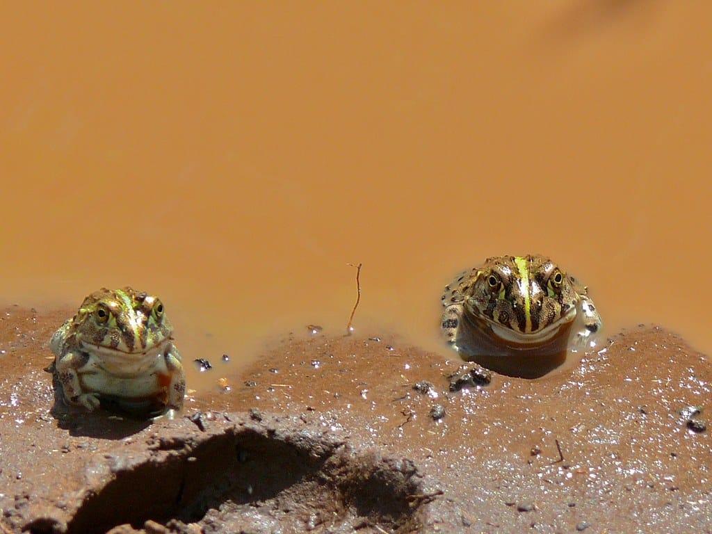 Juvenile African Bullfrogs (Pyxicephalus edulis)