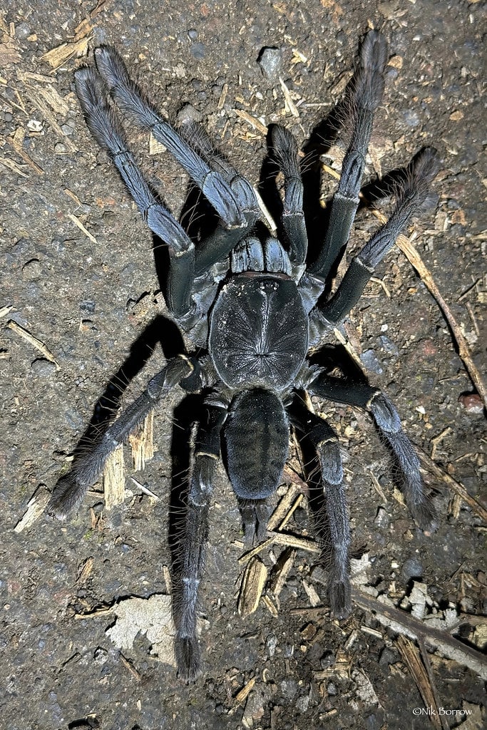 Sulawesi Black Tarantula Lampropelma carpenteri