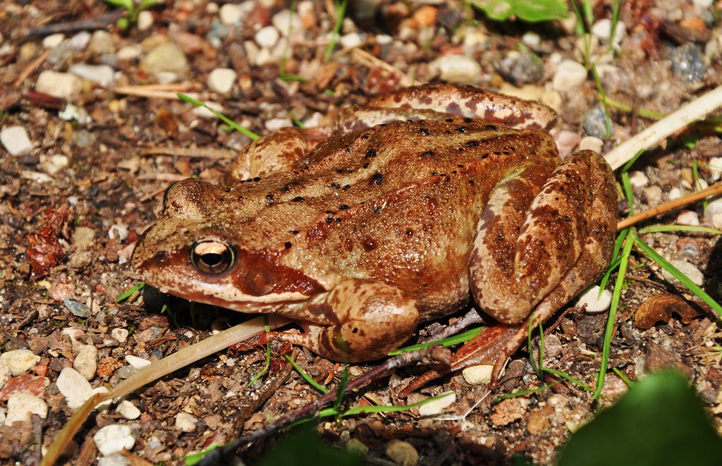 Prince (Rana temporaria L.)