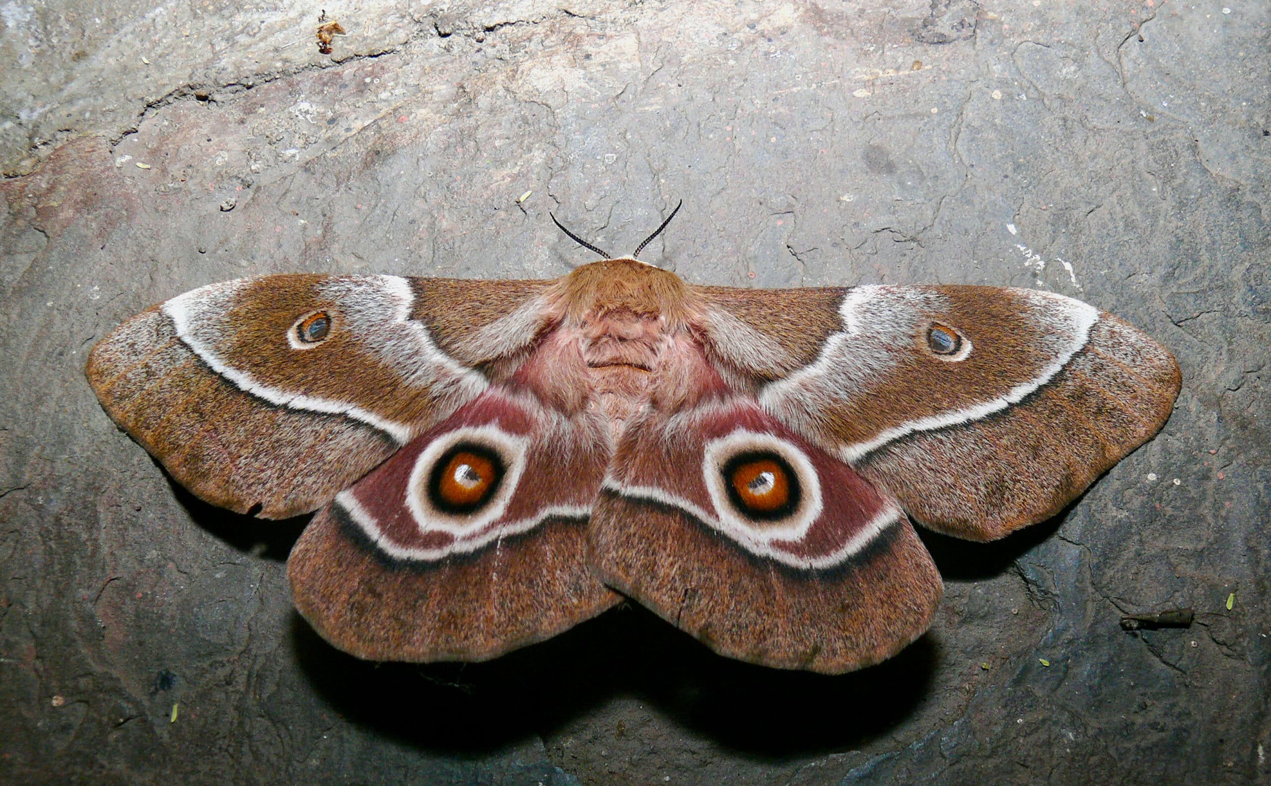 Mopane Emperor Moth (Gonimbrasia belina) female … (51146114091) Mopane Emperor Moth (Gonimbrasia belina) female … (51146114091)