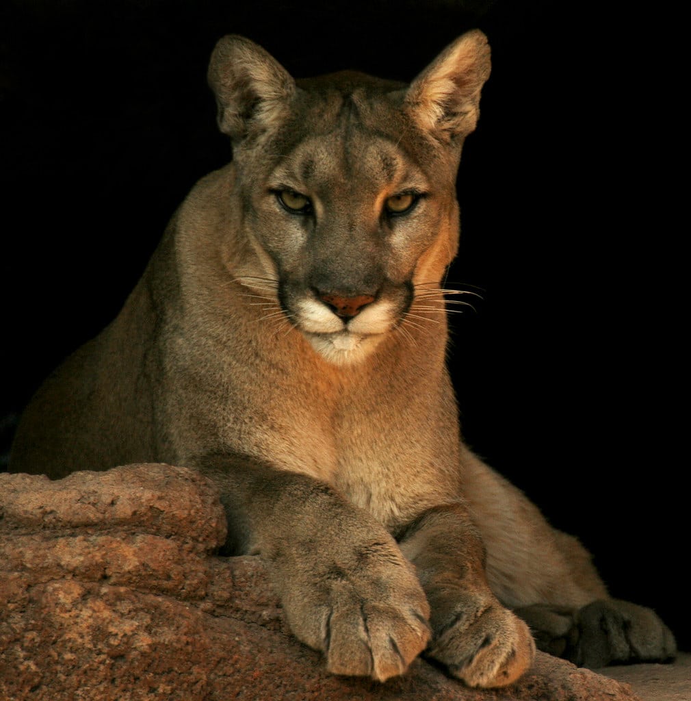 Cougar Cougar