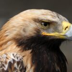 Close-up of a golden eagle's head, showcasing its sharp beak and intense gaze. The bird's feathers are a mix of brown and golden hues.