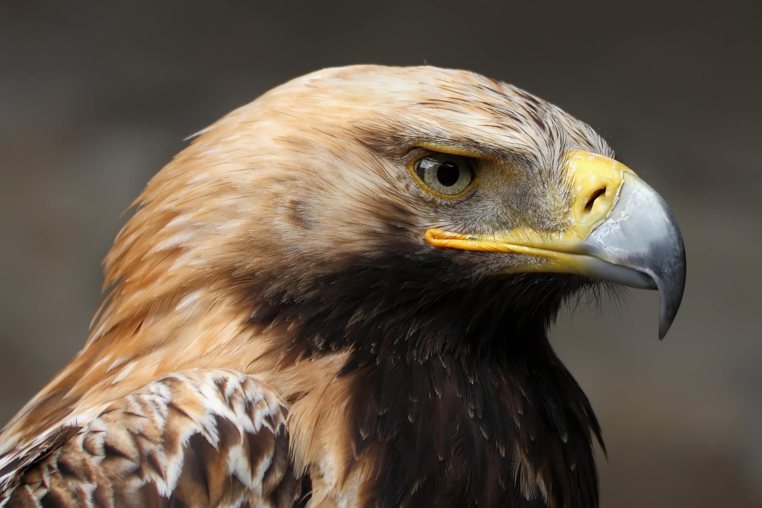 Close-up of a golden eagle's head, showcasing its sharp beak and intense gaze. The bird's feathers are a mix of brown and golden hues.
