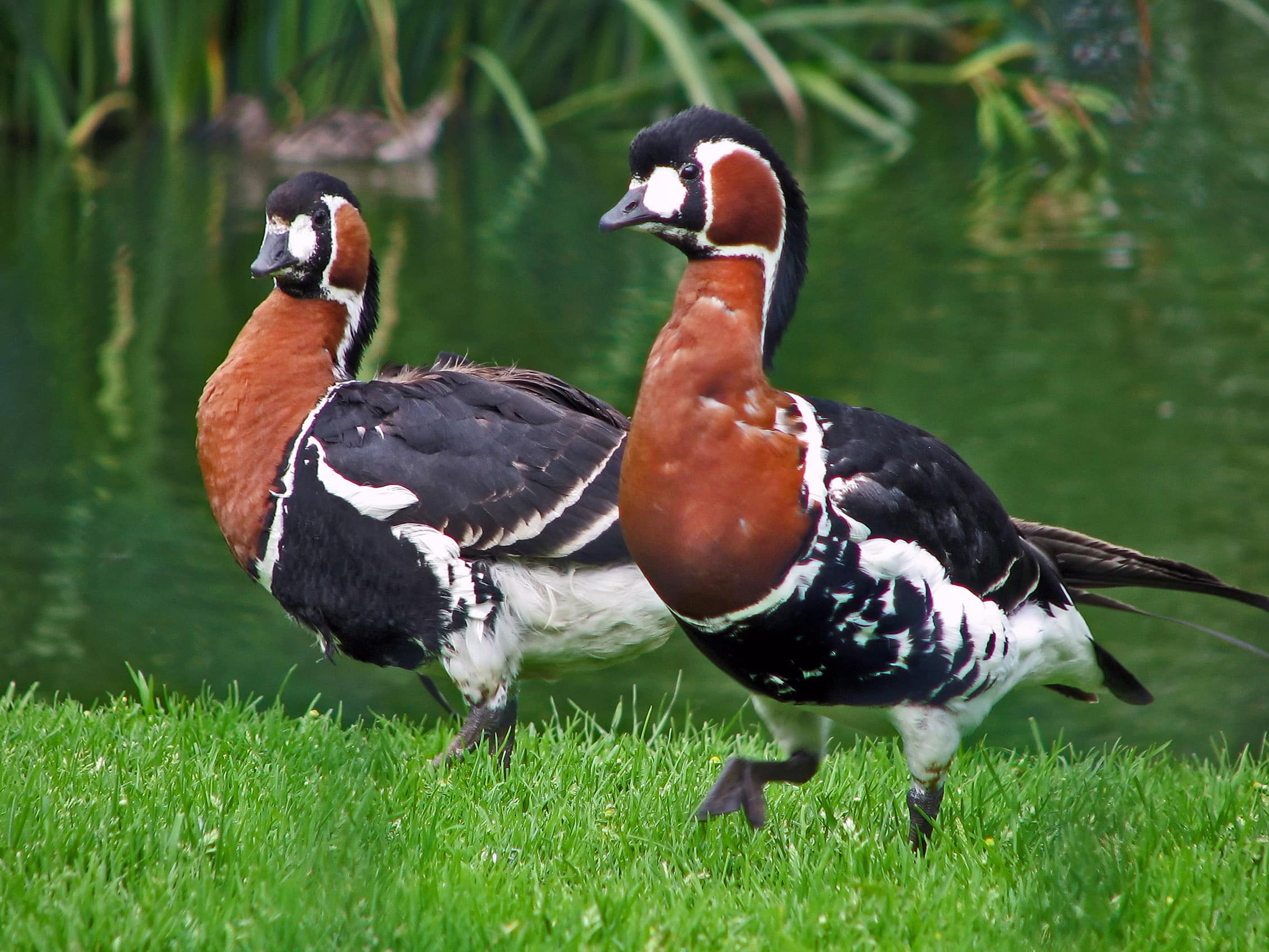Chester zoo red breasted goose Chester zoo red breasted goose