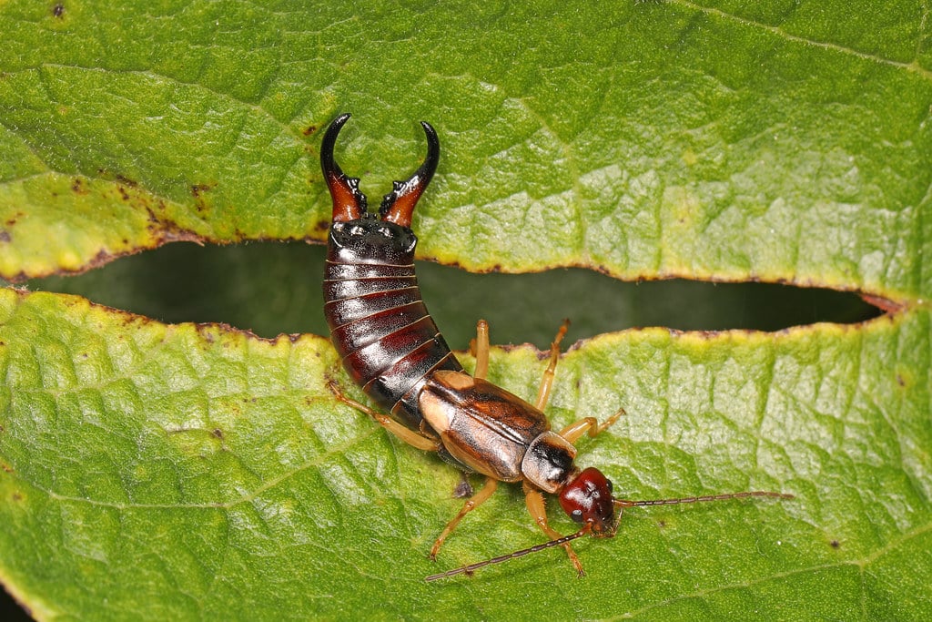 European Earwig – Forficula auricularia, Bill Burton Fishing Pier State Park, Cambridge, Maryland, September 22, 2020
