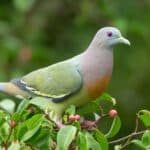 Pink-Necked Green Pigeon