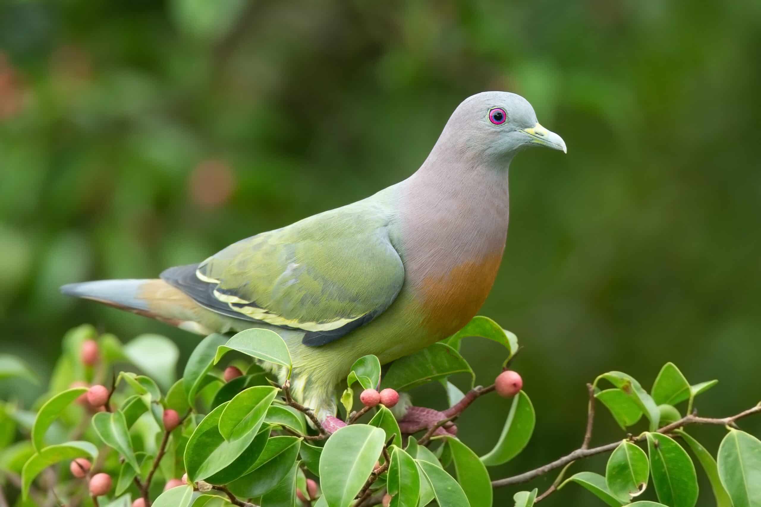 Pink-Necked Green Pigeon