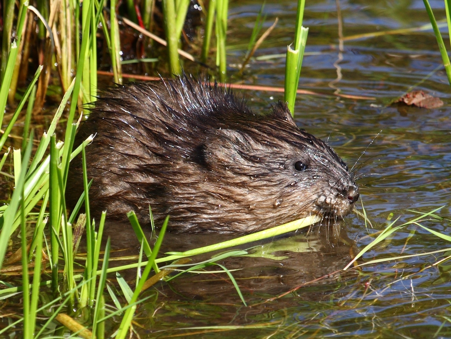 Ondatra zibethicus CT (cropped) Ondatra zibethicus CT (cropped)