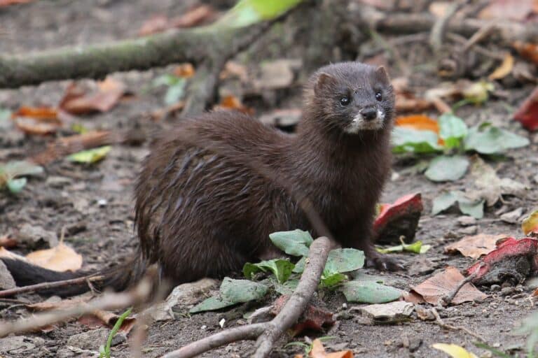 European Mink at Osnabrück Zoo 03