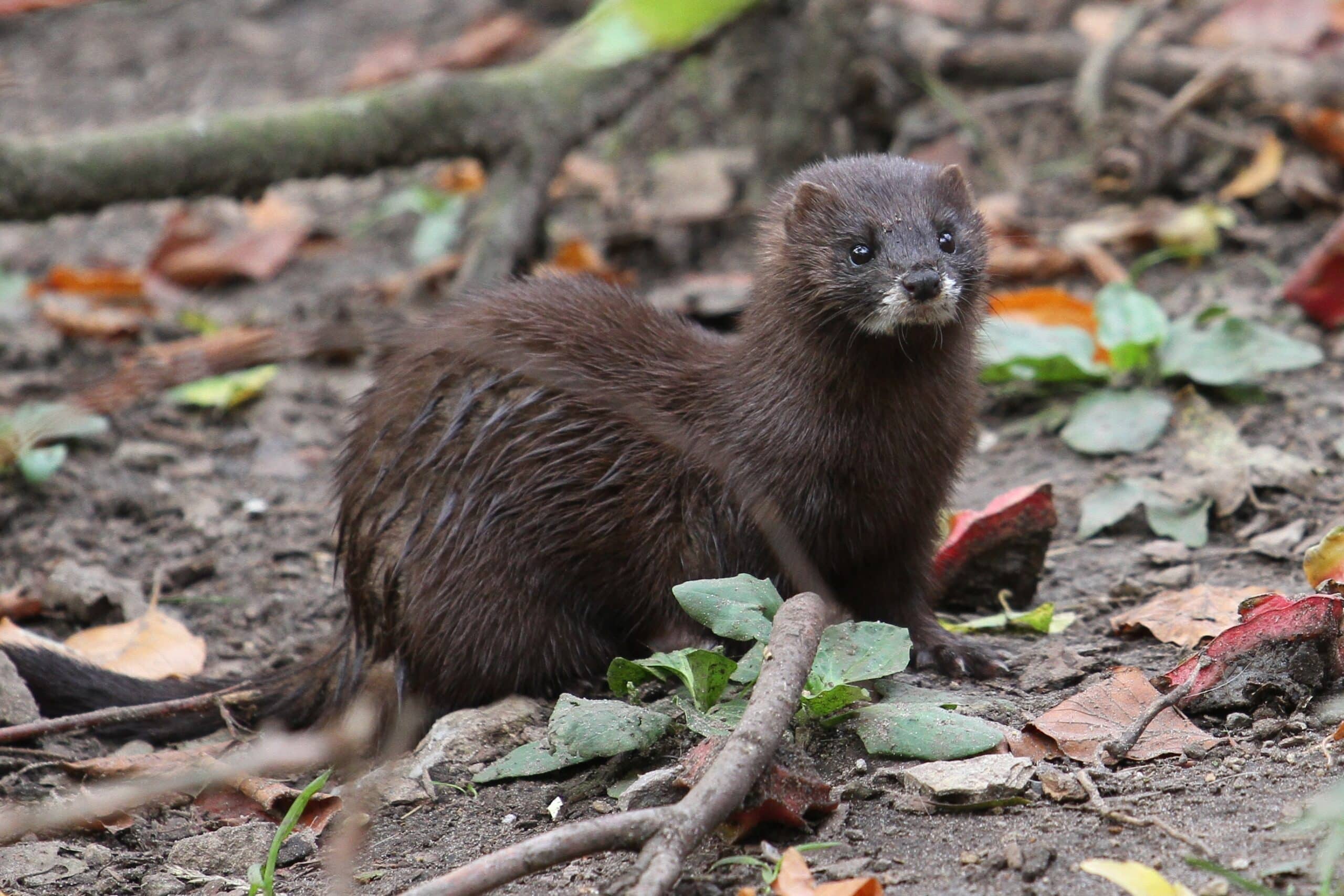 European Mink at Osnabrück Zoo 03