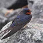 The barn swallow, with its striking blue back and reddish-brown face, is elegantly perched on a gray rock.