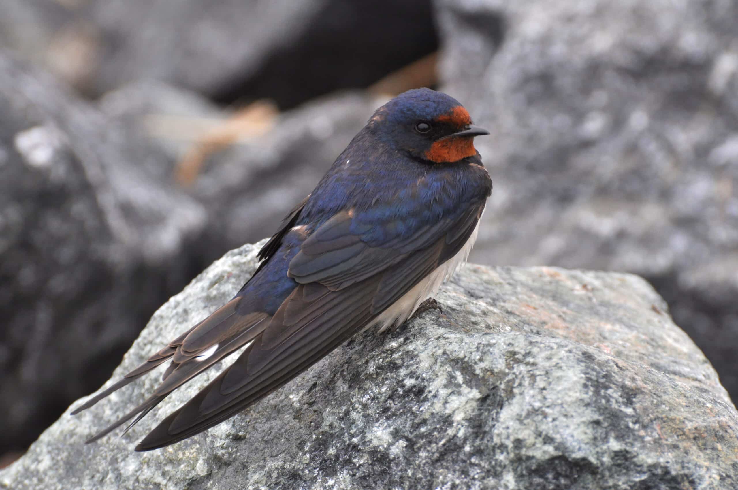 The barn swallow, with its striking blue back and reddish-brown face, is elegantly perched on a gray rock.