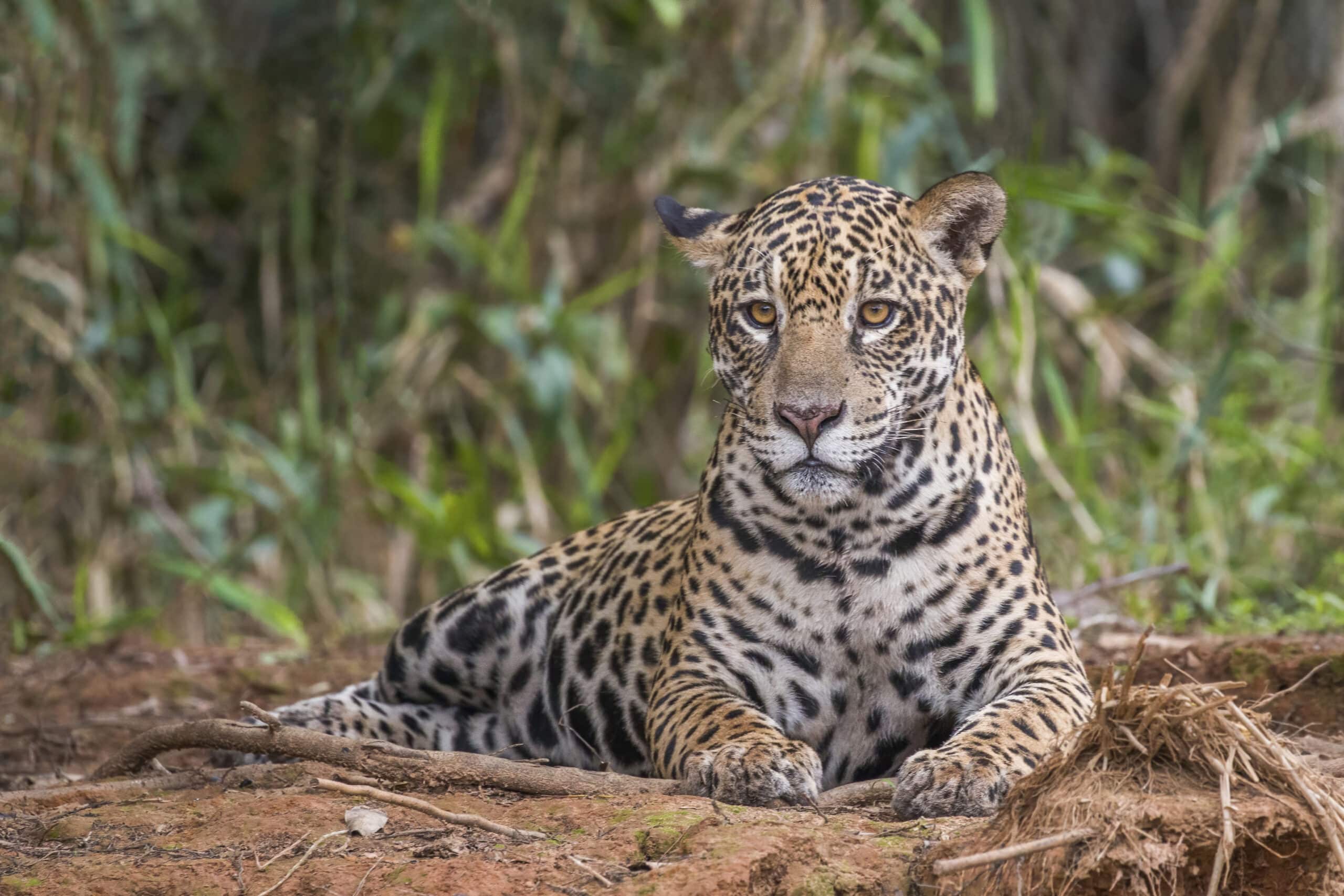 Jaguar