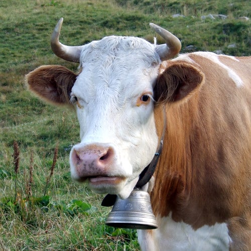 swiss cow swiss cow