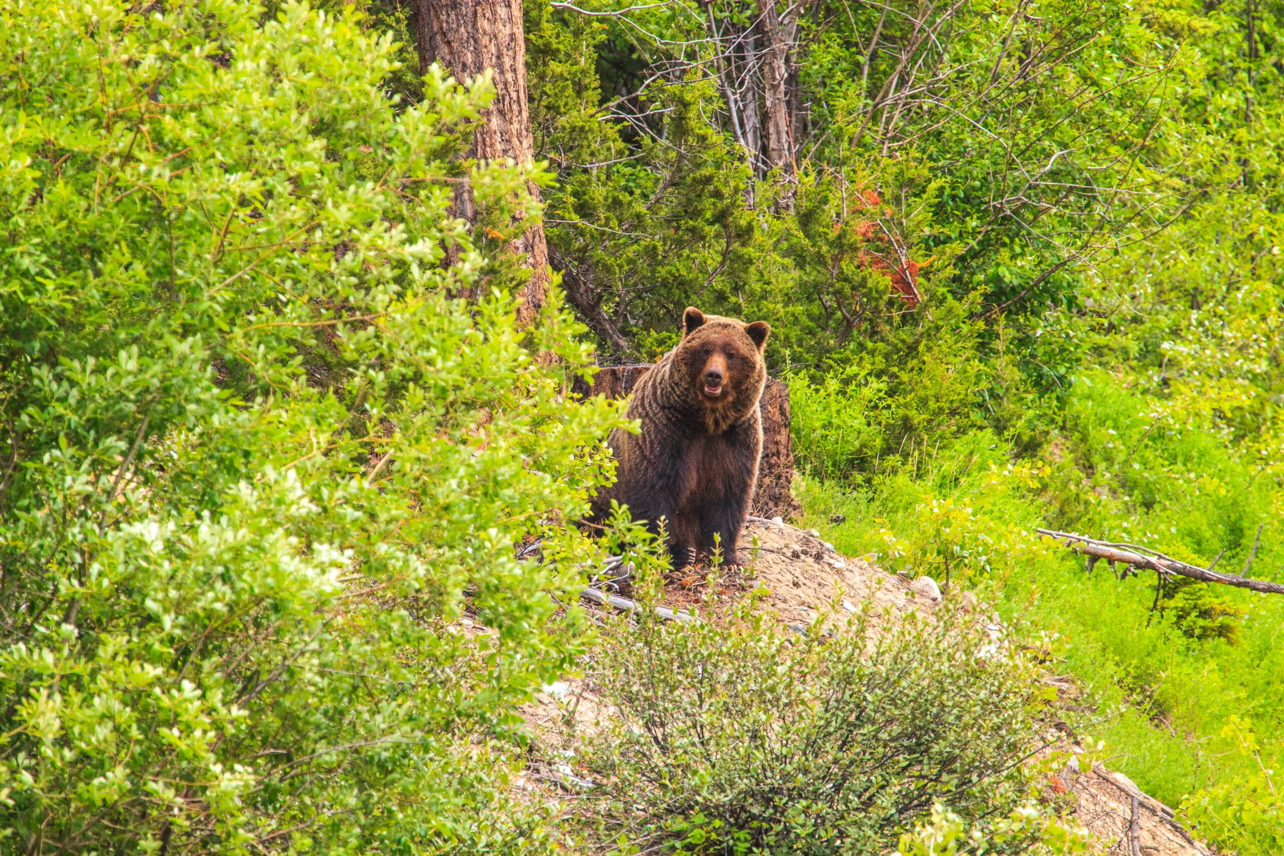 Bella Coola trip – Grizzly bear near Middle Lake (5892375571) Bella Coola trip – Grizzly bear near Middle Lake (5892375571)