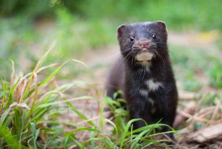 American mink Mink