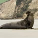 A massive elephant seal lounges on a sandy beach, framed by rugged rocky cliffs in the background.