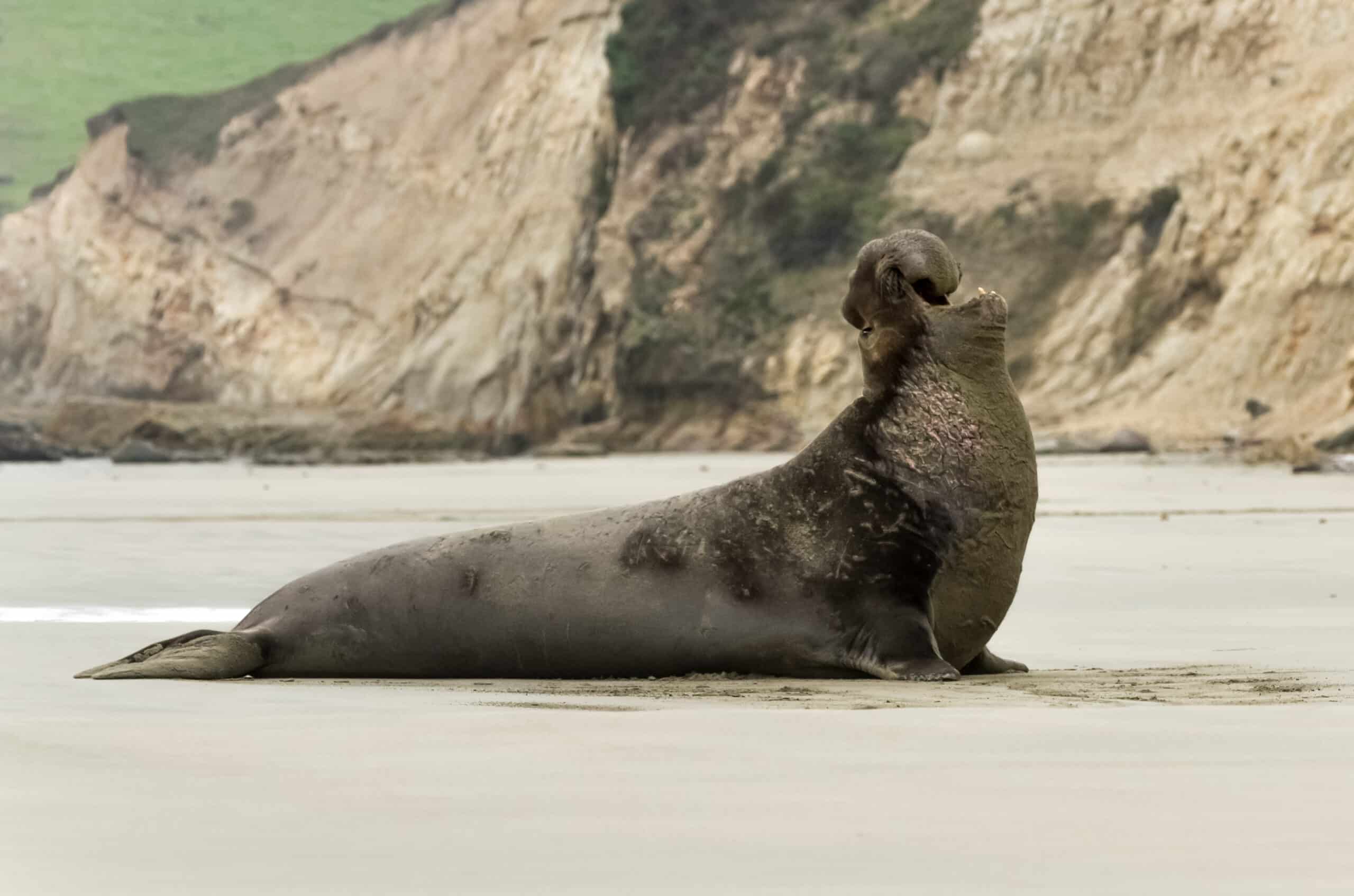 A massive elephant seal lounges on a sandy beach, framed by rugged rocky cliffs in the background.