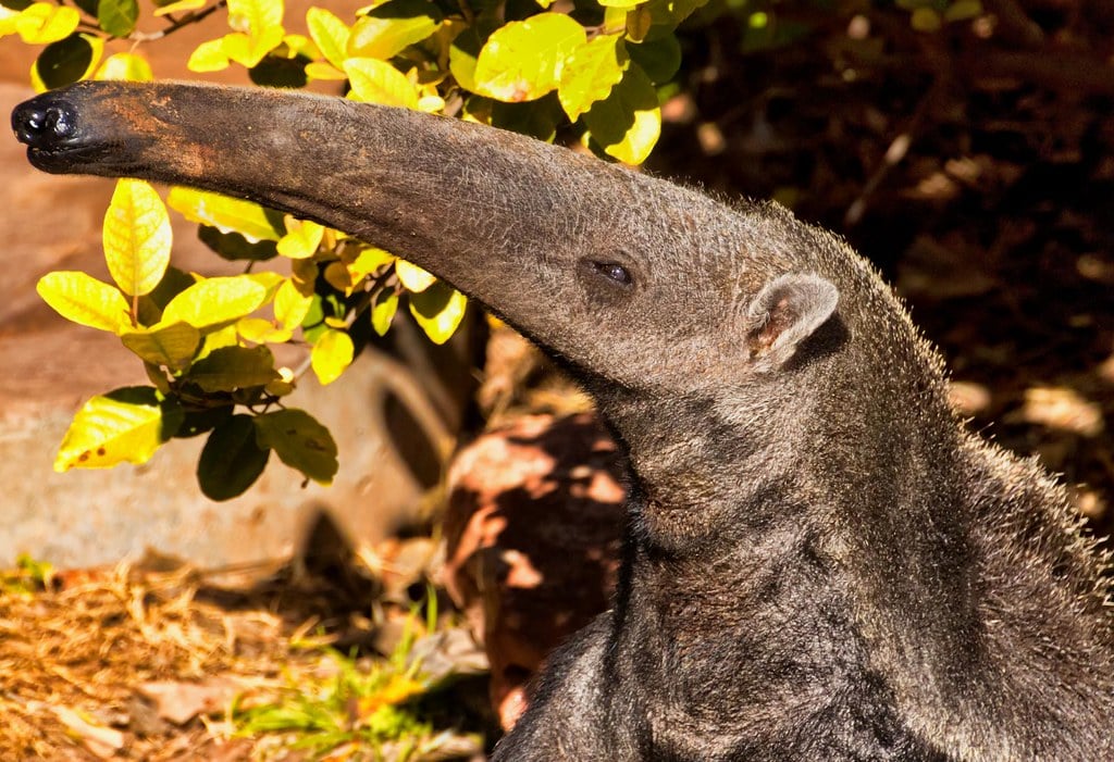 Giant Anteater