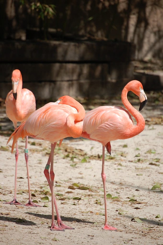 Flamingos