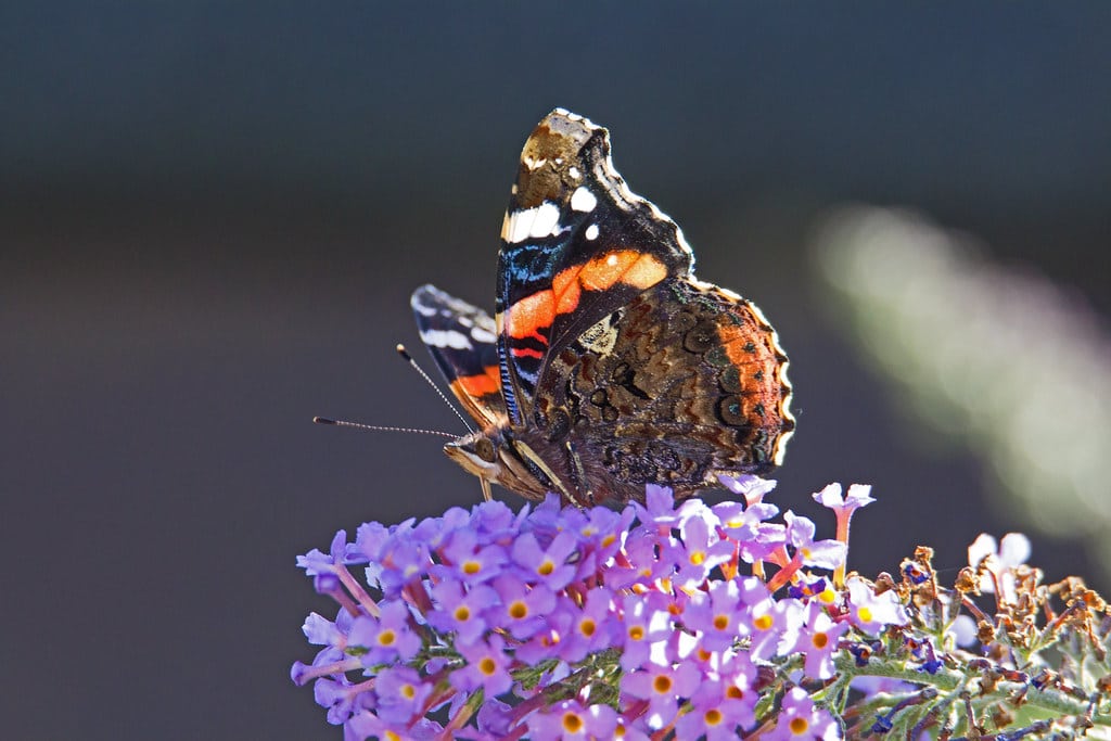The Red Admiral (Vanessa atalanta) – Riverside Valley Park, Exeter, Devon – Sept 2019