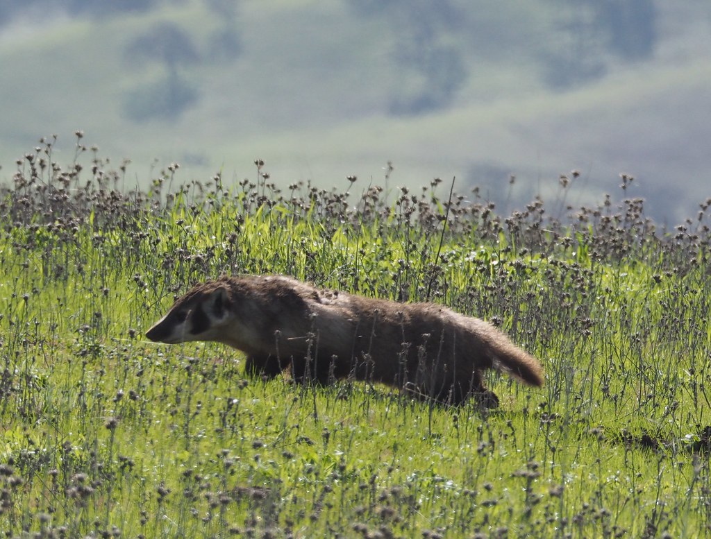 American Badger, Taxidea taxus