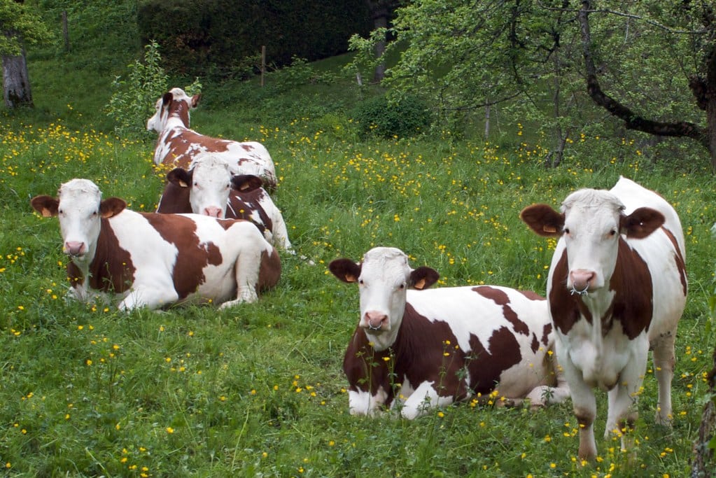 Cows Cows