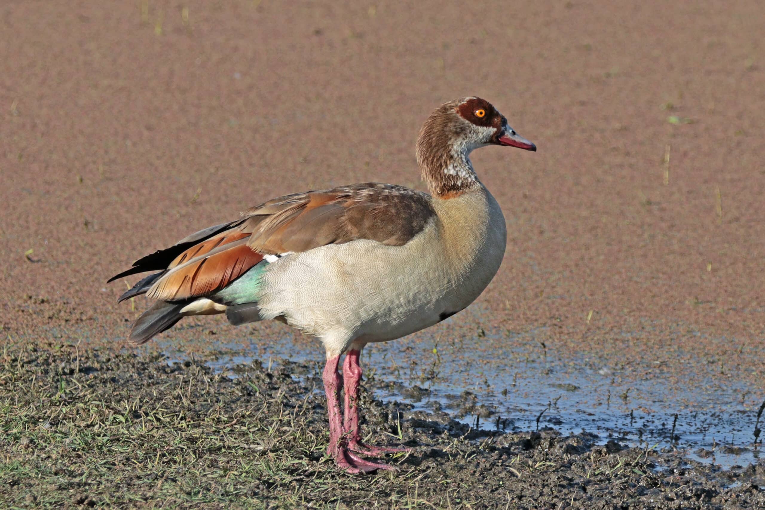 Egyptian Goose (Alopochen aegyptiaca), Lake Ziway, Ethiopia Egyptian Goose (Alopochen aegyptiaca), Lake Ziway, Ethiopia