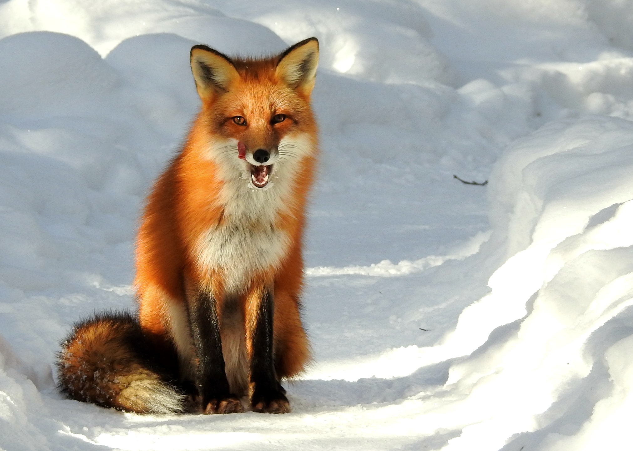 Vulpes vulpes ssp fulvus 6568085 Vulpes vulpes ssp fulvus 6568085