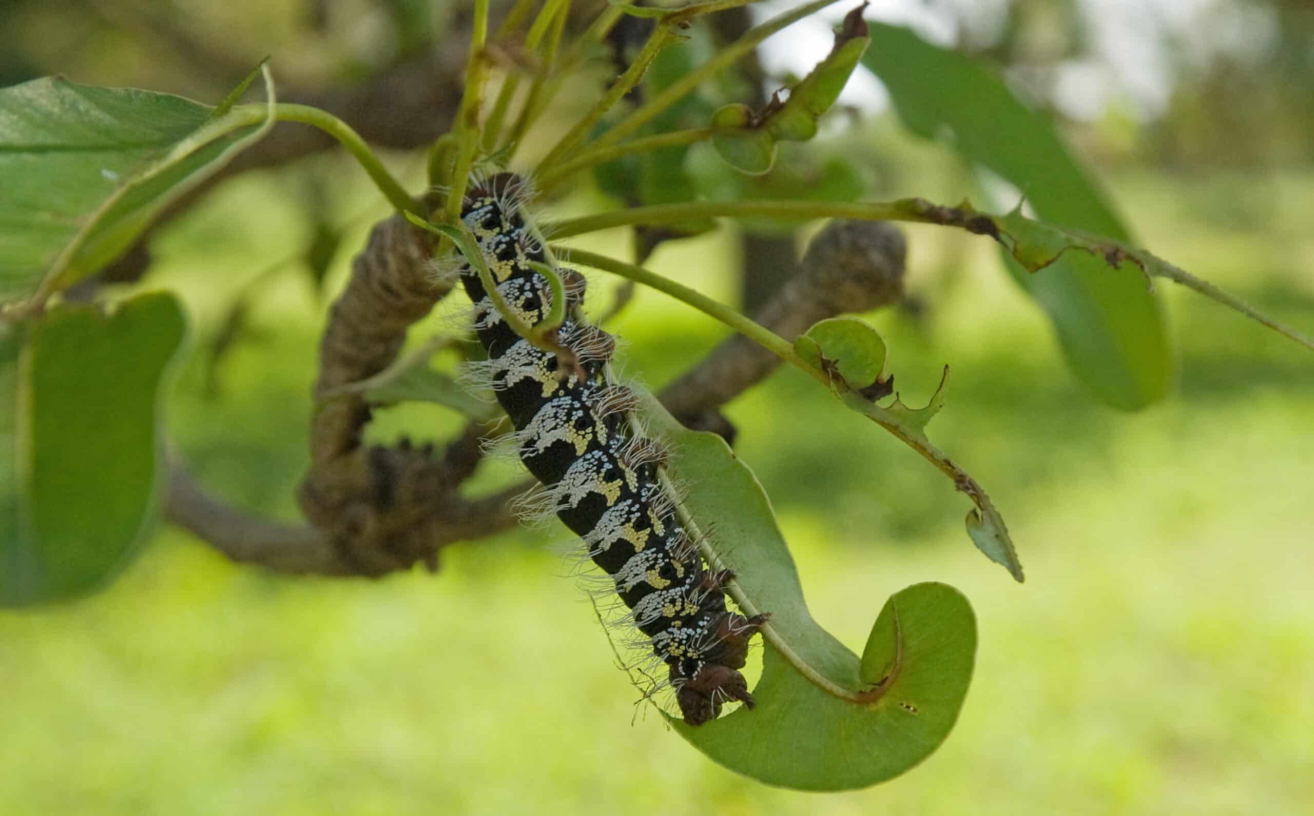 2017.07-455-167cp sheabutter tree,insect(Cirina butyrospermi(Saturniidae,Lepidoptera),larva(caterpillar),eating Koumbia(Tuy Prv.,Hauts-Bassins Rgn),BF fri28jul2017-0902h 2017.07-455-167cp sheabutter tree,insect(Cirina butyrospermi(Saturniidae,Lepidoptera),larva(caterpillar),eating Koumbia(Tuy Prv.,Hauts-Bassins Rgn),BF fri28jul2017-0902h Caterpillar