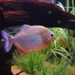 Piranha