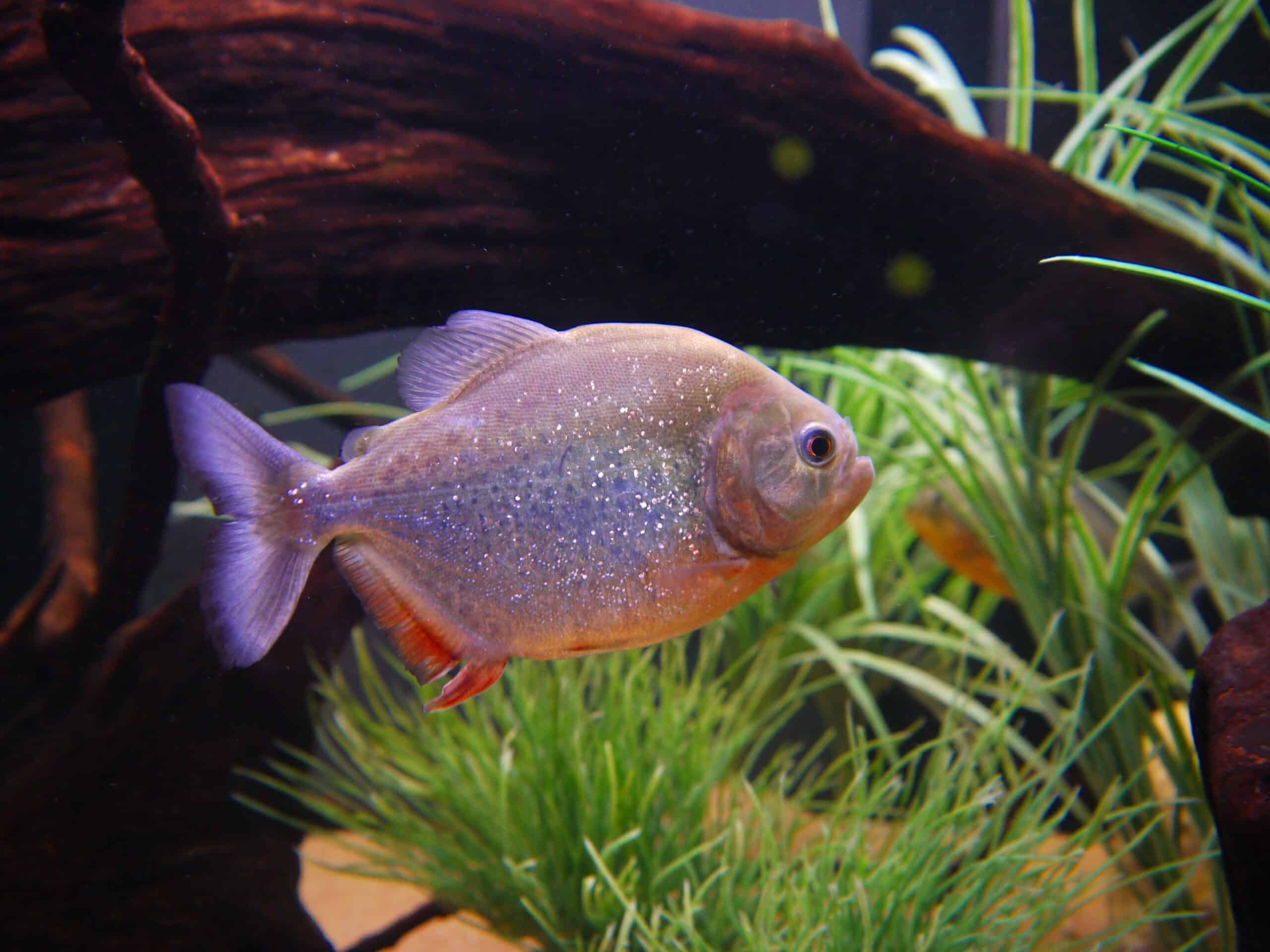 Piranha