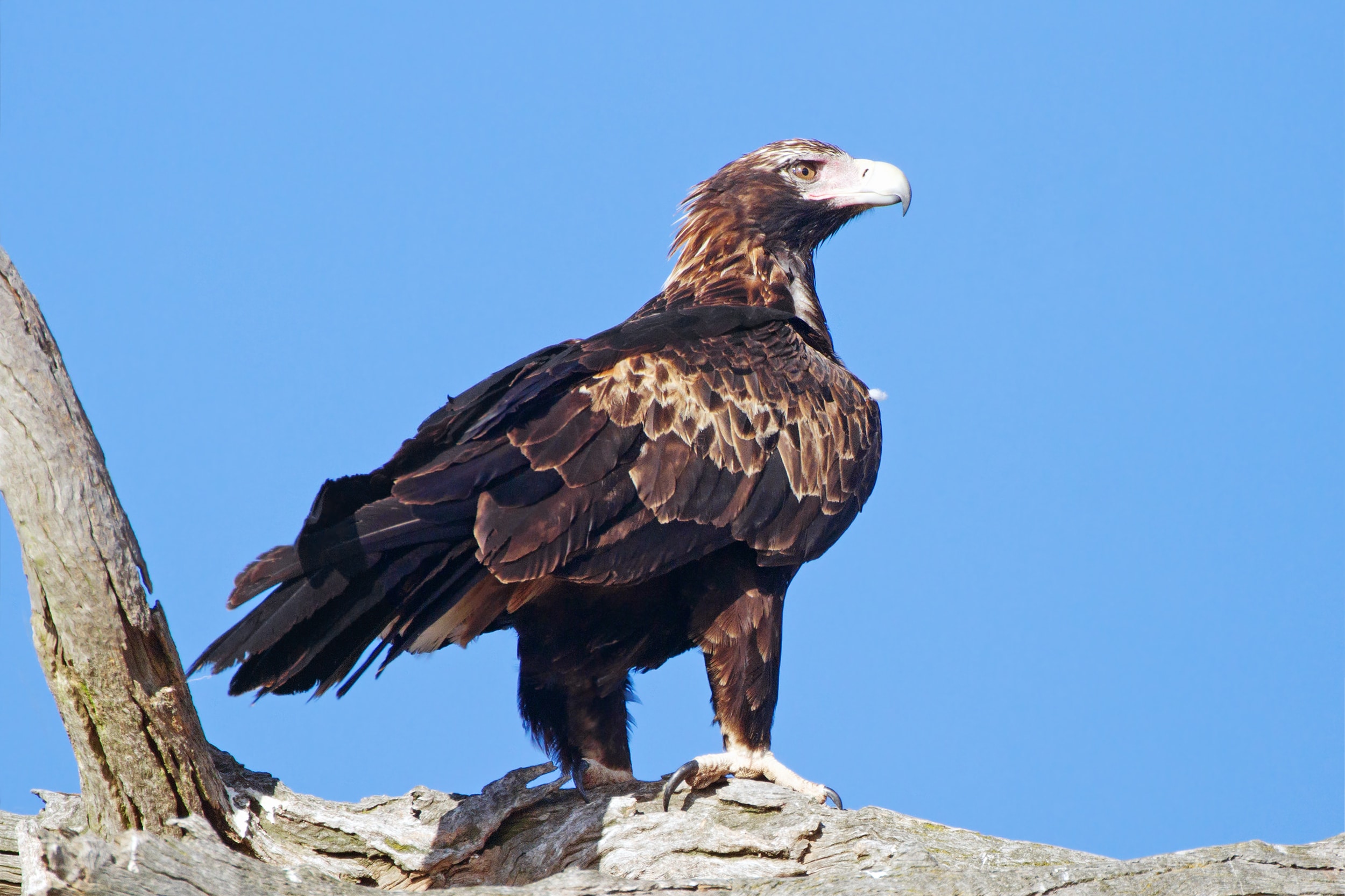 Aquila audax – Captain’s Flat
