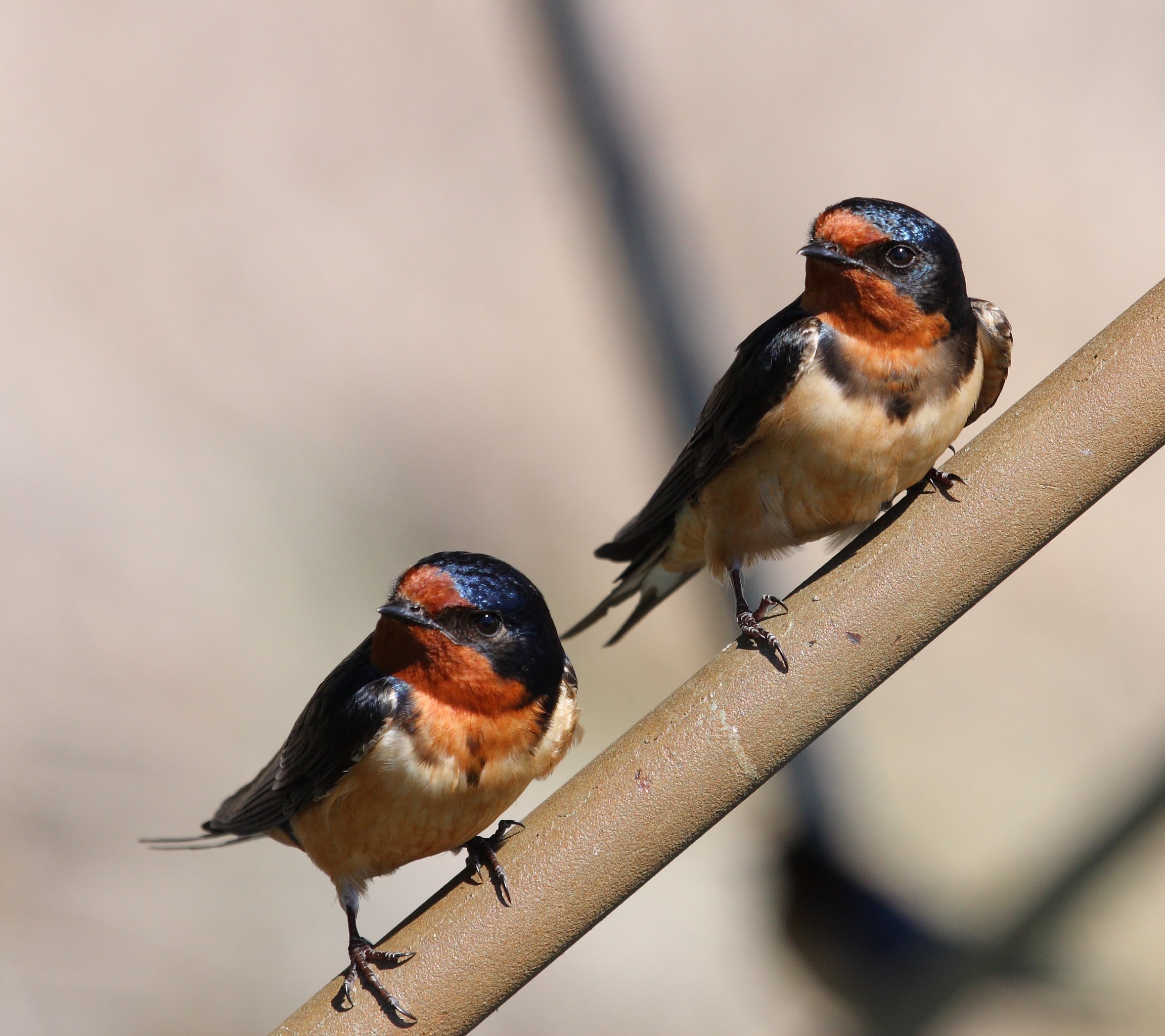 Hirundo rustica PP