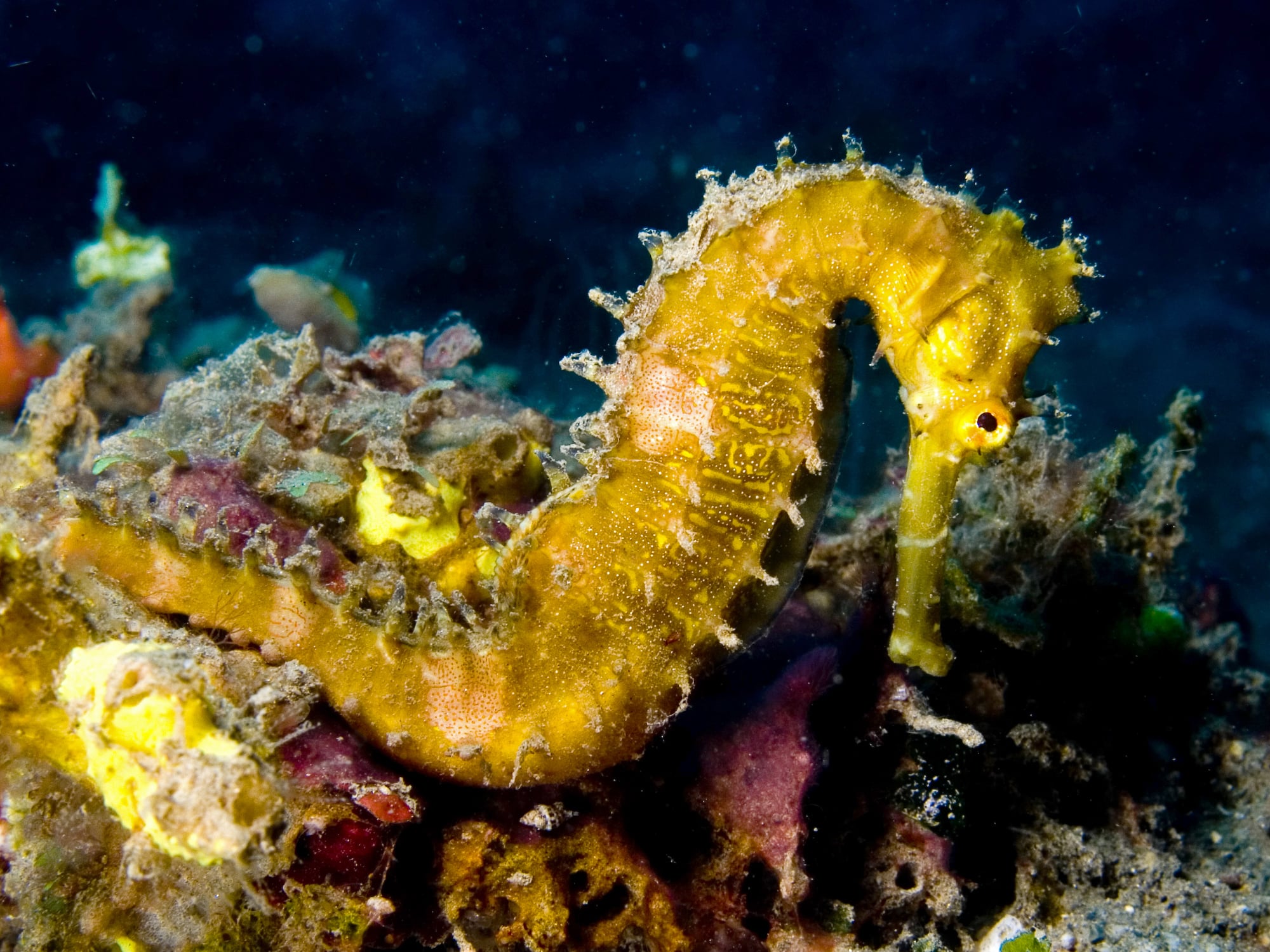 File:Hippocampus hystrix (Spiny seahorse) yellow.jpg