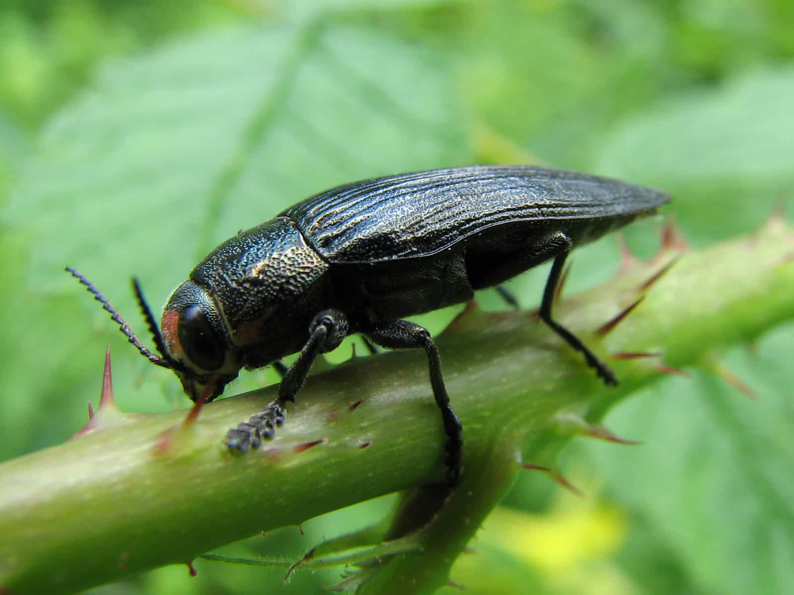 Large Jewel Beetle – Flickr – treegrow Large Jewel Beetle – Flickr – treegrow