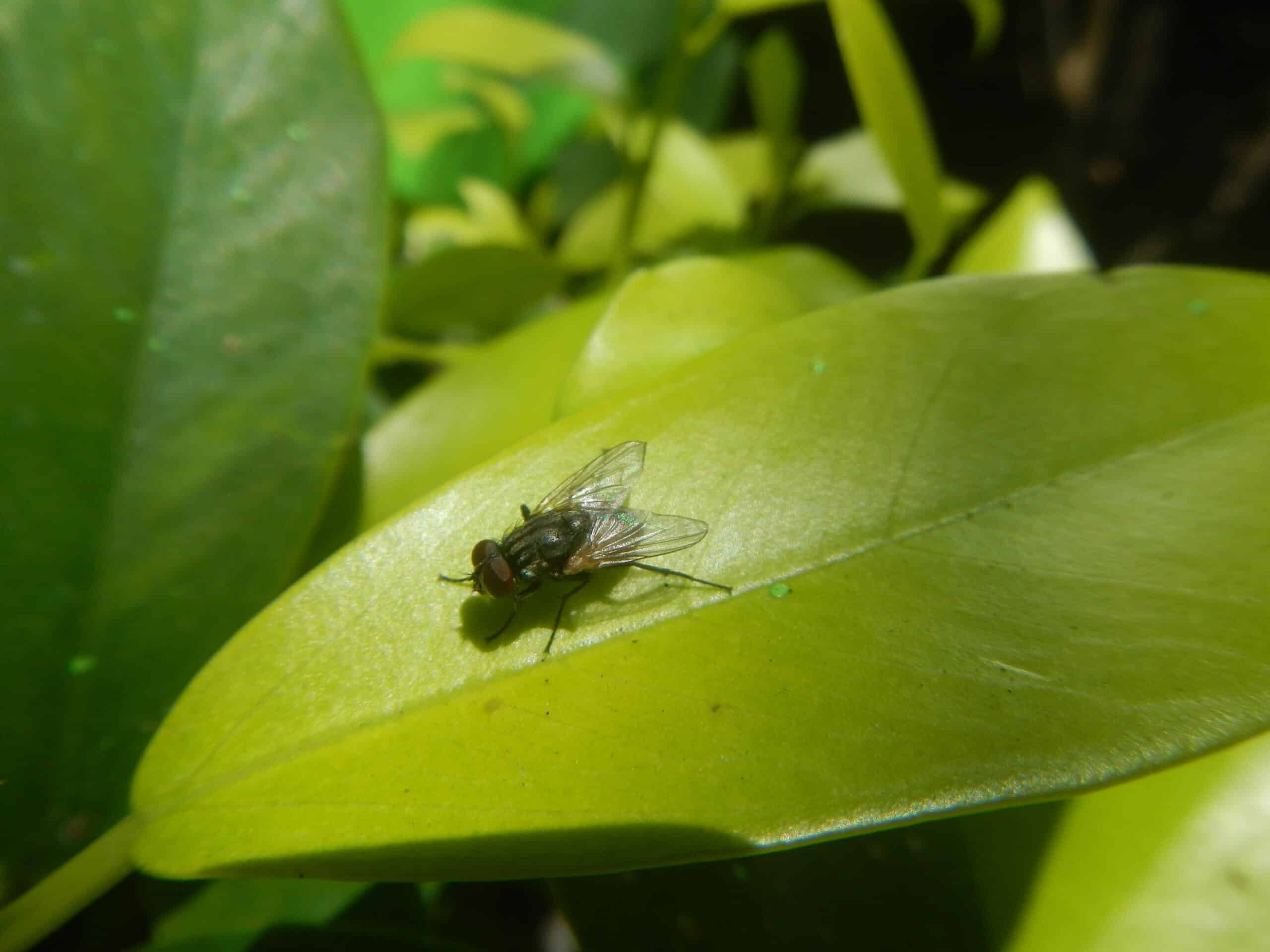 7797Common houseflies on leaves 08 7797Common houseflies on leaves 08