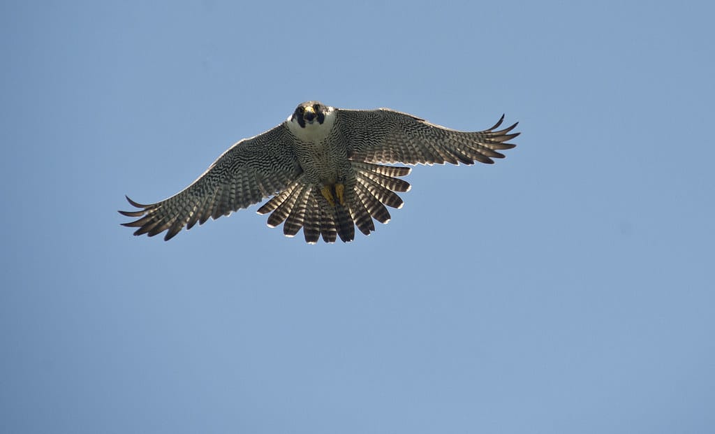 Throgs Neck Bridge Falcons