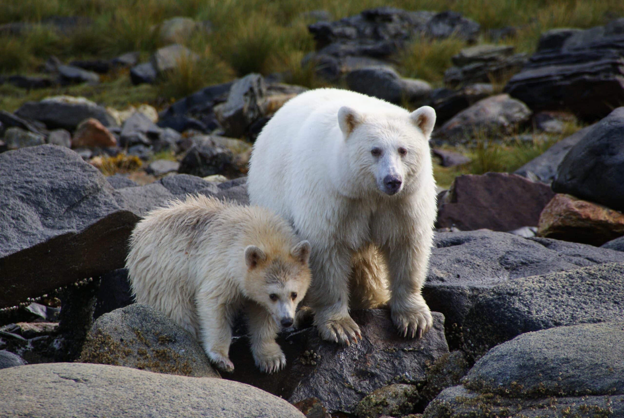 Kermode Bear (Spirit Bear)
