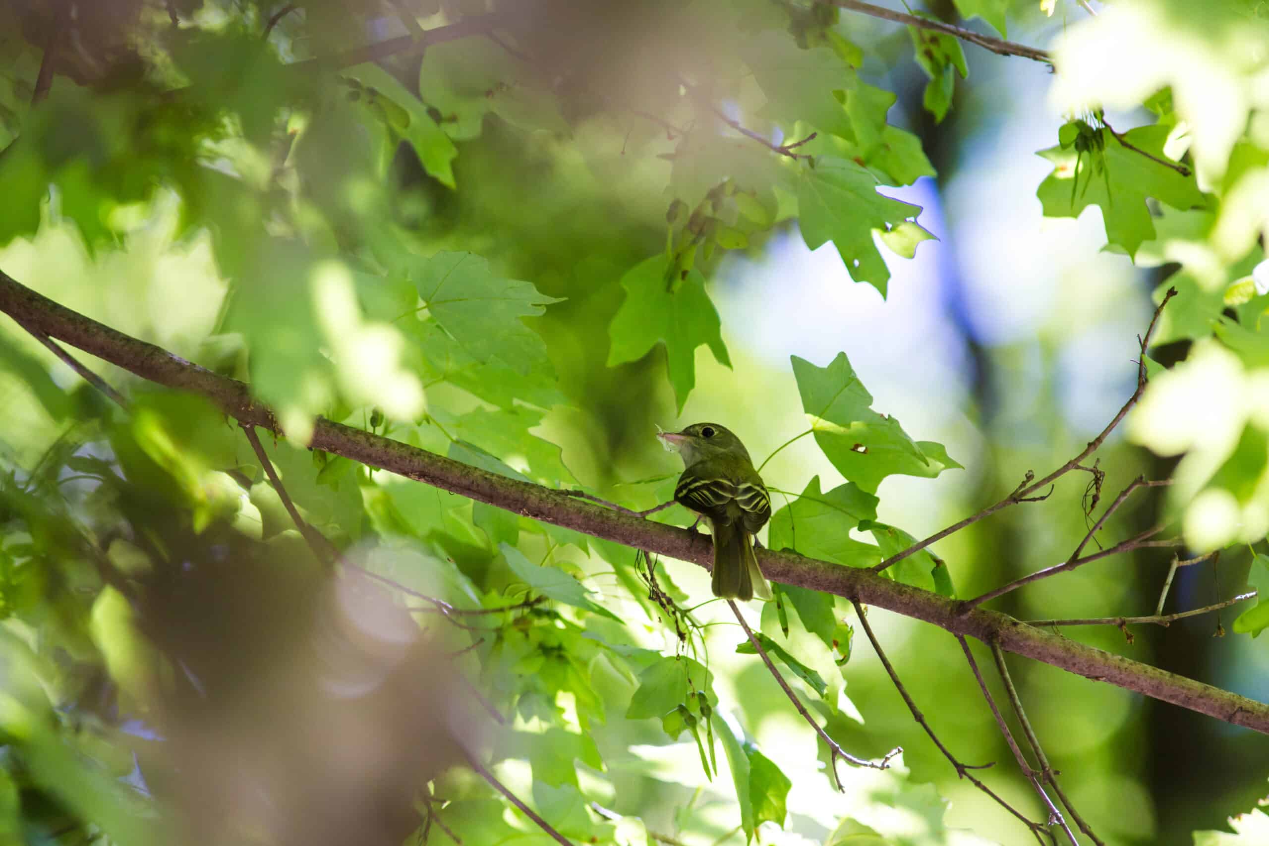 Acadian flycatcher (47831665082) Acadian flycatcher (47831665082)