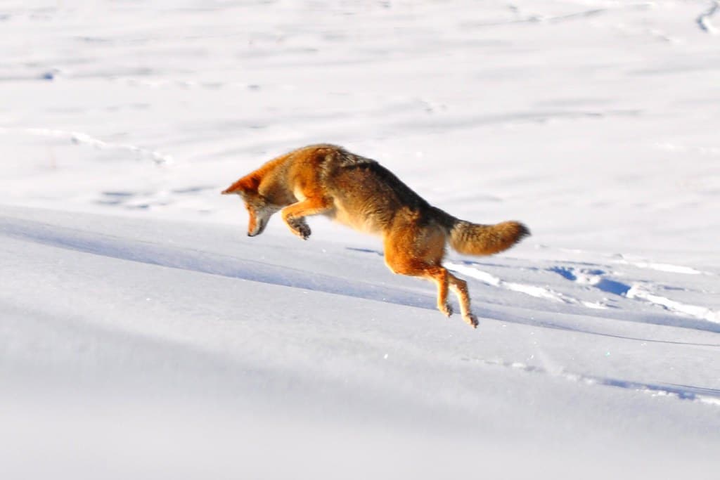 Coyote Pounce Coyote Pounce