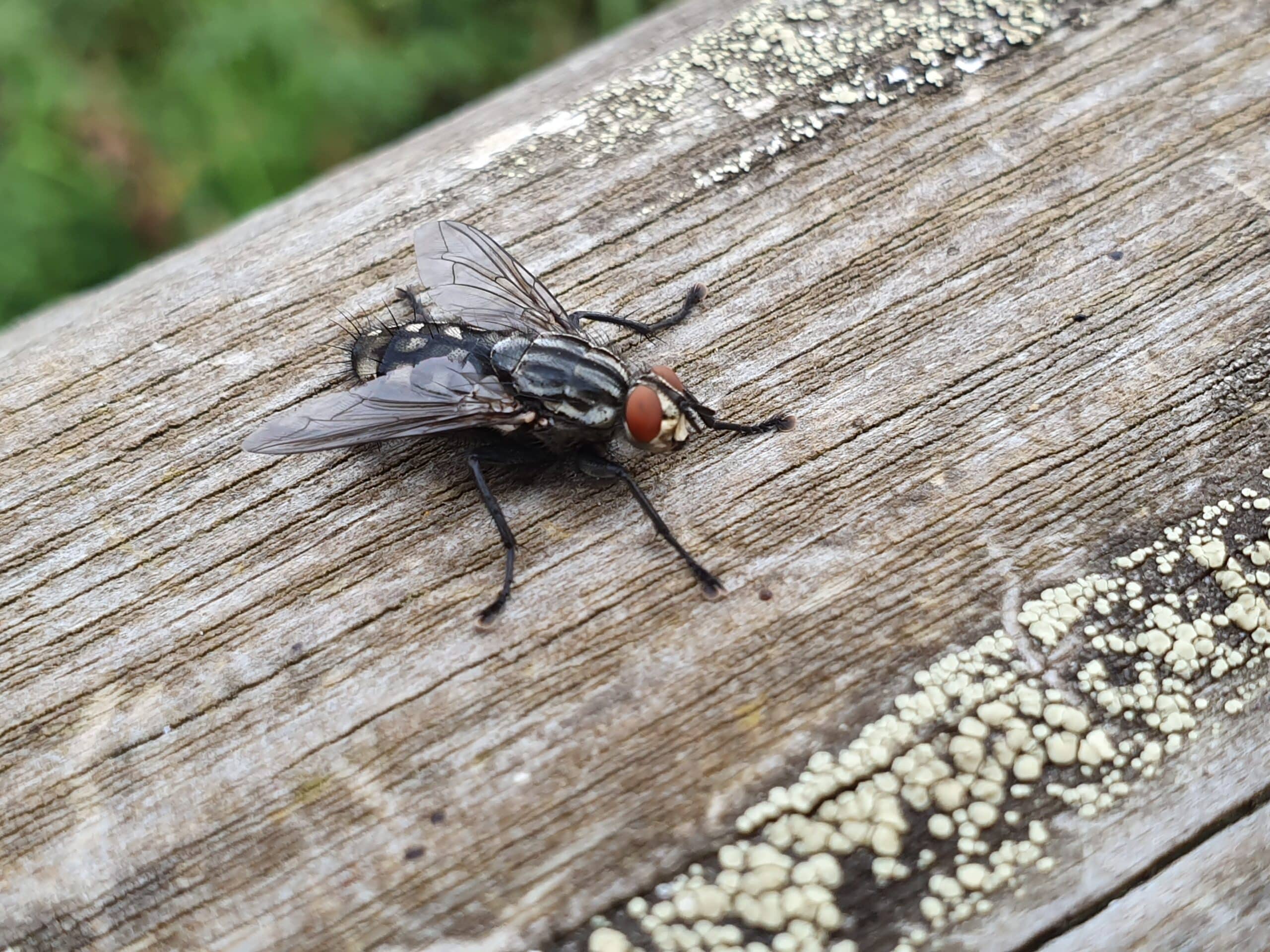 Housefly (Musca domestica) Housefly (Musca domestica)