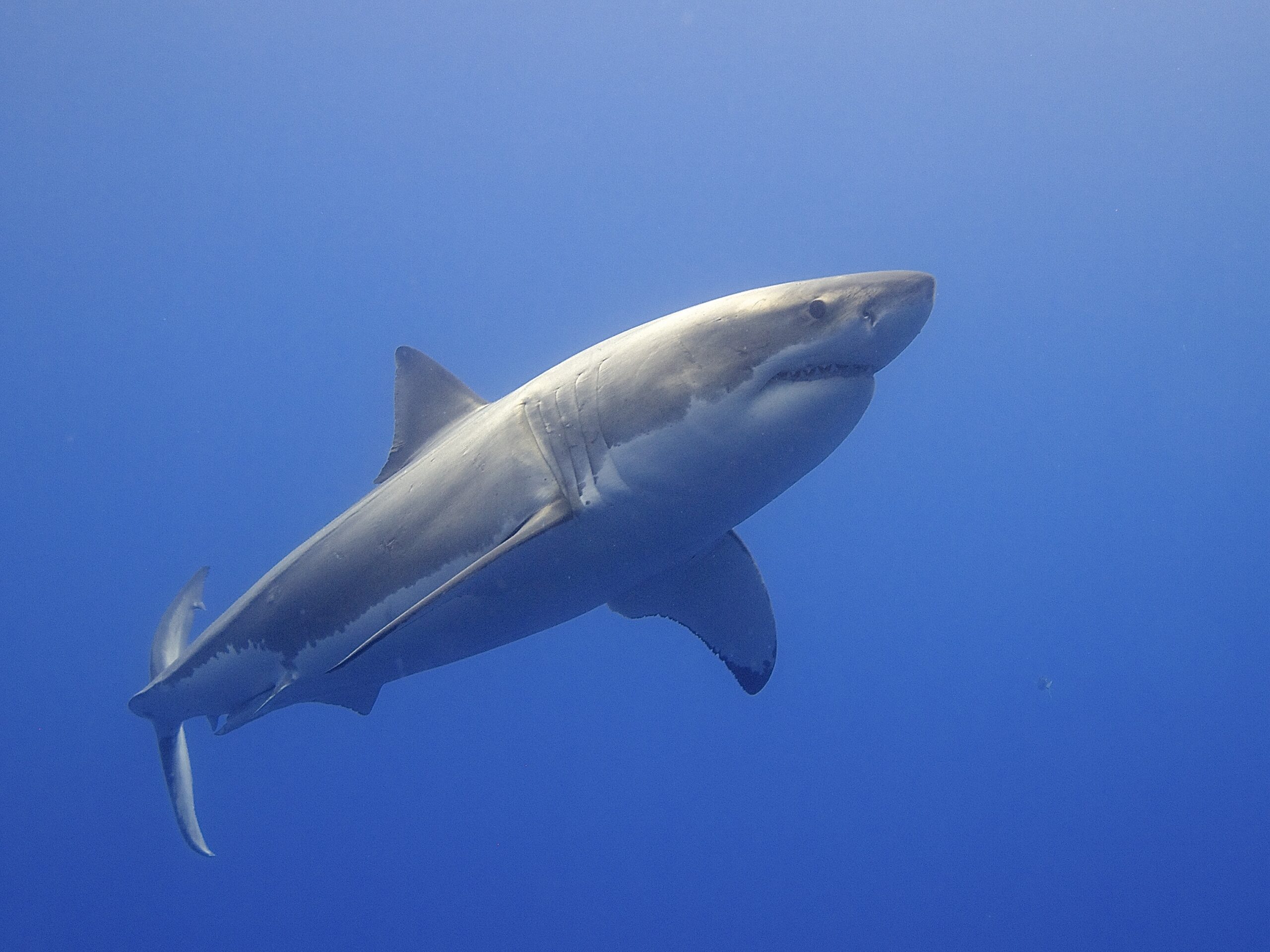 Great White Shark (14730796397) Great White Shark (14730796397)