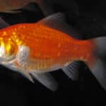 Goldfish