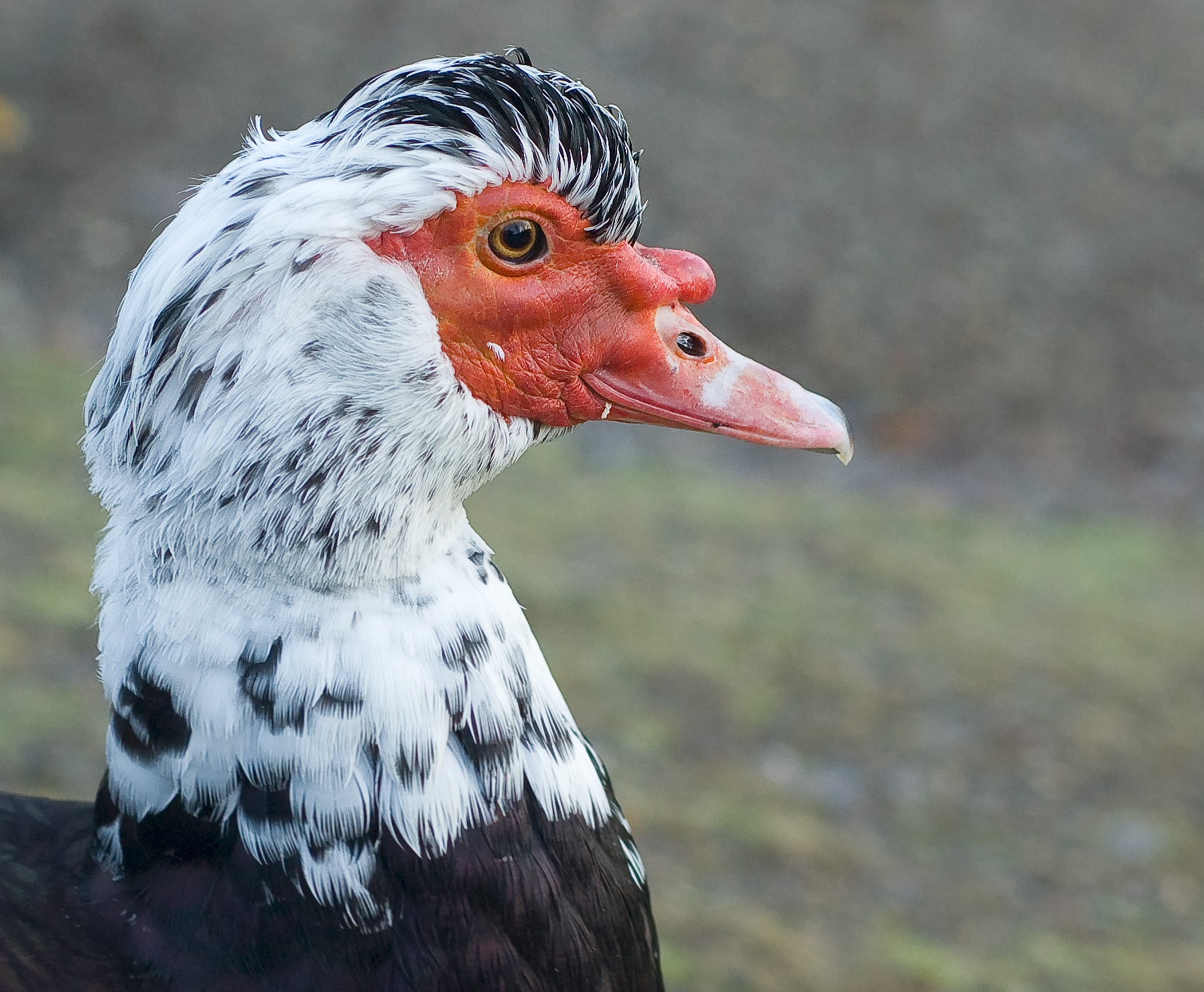 Cairina moschata head norway