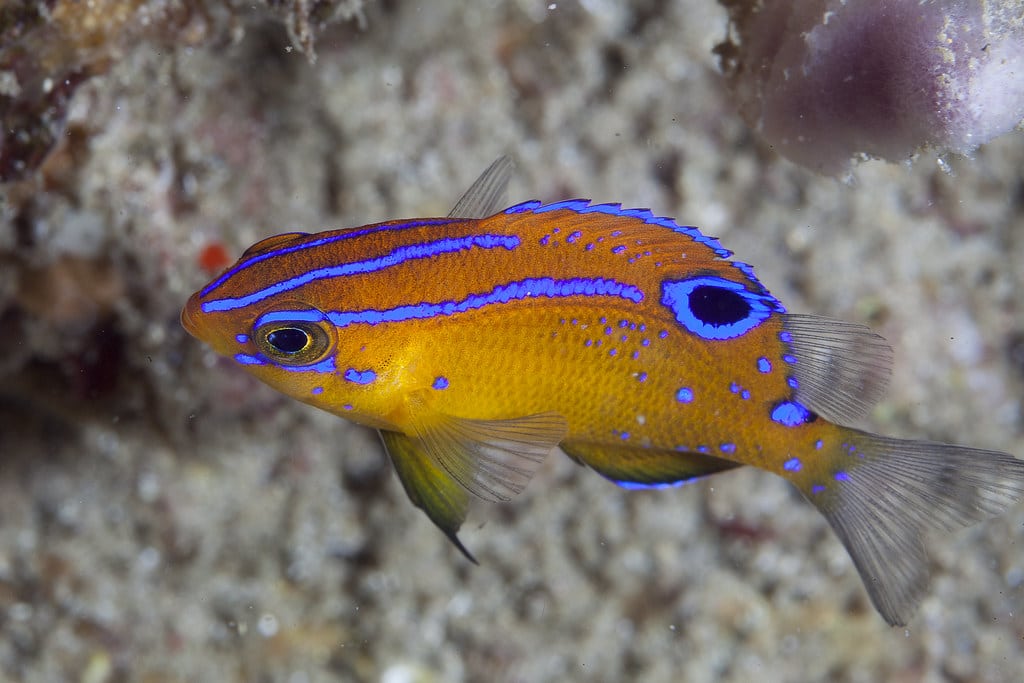 Immaculate Damselfish Immaculate Damselfish